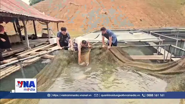 Thu nhập hàng trăm triệu đồng từ nuôi cá đặc sản trên lòng hồ thủy điện