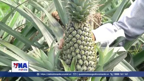 Dứa tăng giá mạnh giúp nhà vườn An Giang thu lợi hàng trăm triệu đồng