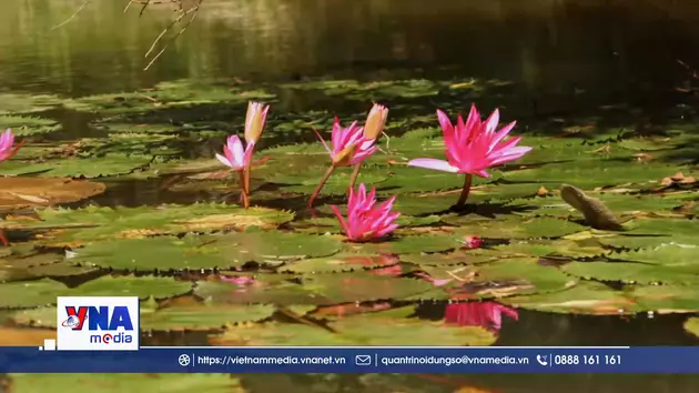 Trải nghiệm Tràm Chim – Chạm vào nhịp sống vùng đất ngập nước
