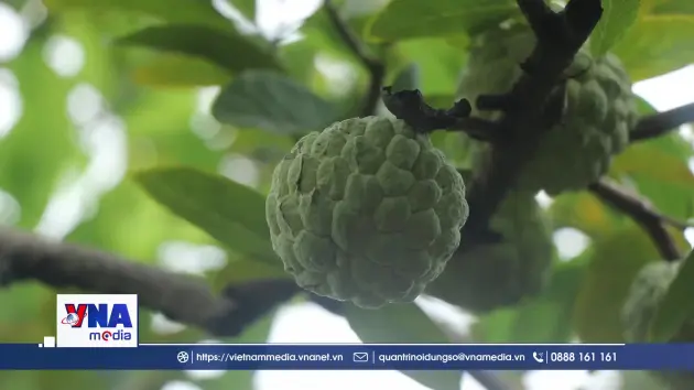 Na La Hiên khẳng định thương hiệu nông sản tiêu biểu của Thái Nguyên