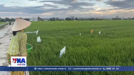 Lúa Hè Thu bị chuột cắn phá, nông dân nỗ lực phòng trừ