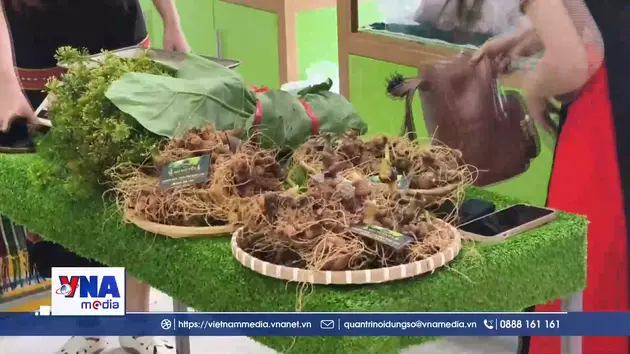Trao sinh kế cho bà con “thủ phủ” trồng quốc bảo Sâm Ngọc Linh