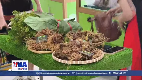 Trao sinh kế cho bà con “thủ phủ” trồng quốc bảo Sâm Ngọc Linh