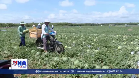 Trồng dưa hấu ven biển Gò Công cho thu nhập ổn định