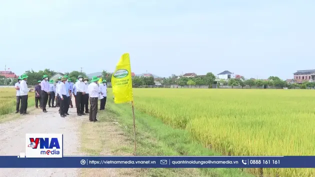 Hình thành chuỗi giá trị gạo ST25