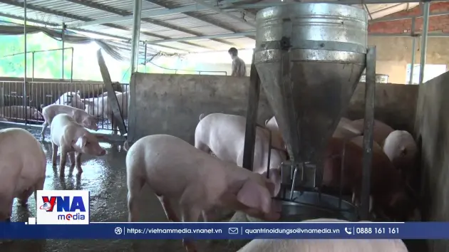 Đồng Nai kiểm tra trại nuôi lợn “vỗ béo” sử dụng chất cấm