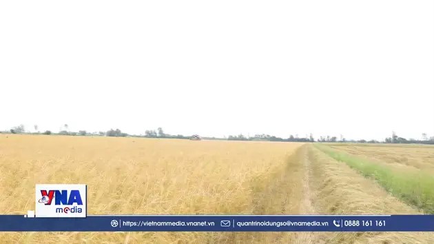 Nông dân phấn khởi đón vụ lúa Hè Thu 2026