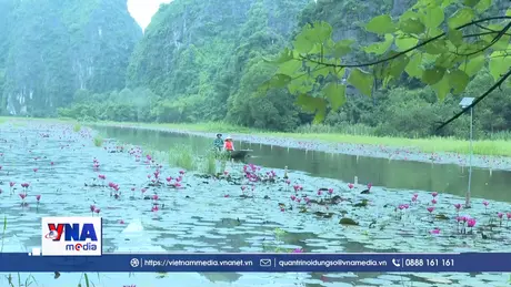 Sắc tím mùa hoa súng trên dòng Ngô Đồng