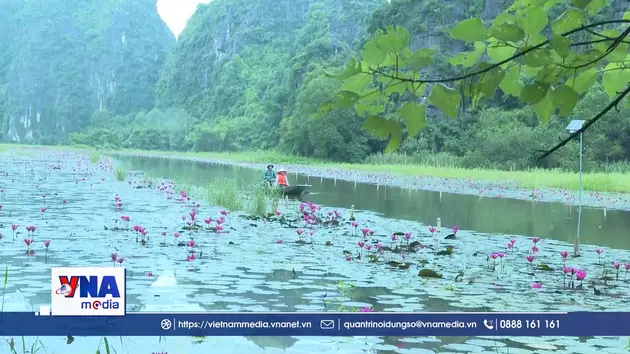 Sắc tím mùa hoa súng trên dòng Ngô Đồng
