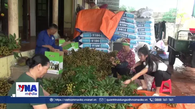 Nhãn lồng Hưng Yên vào vụ thu hoạch