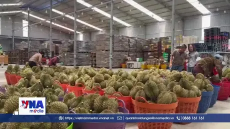 Nghị quyết 36 mở đường cho sầu riêng xuất khẩu