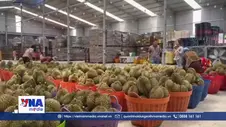 Sầu riêng Việt Nam trước cơ hội mở rộng thị trường xuất khẩu