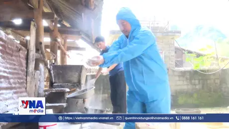 Chủ động khống chế bệnh viêm da nổi cục trên đàn bò vùng cao Tuyên Quang