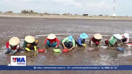 Người Gò Công phấn khởi khi nghêu được mùa, được giá