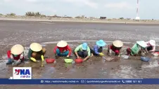Người Gò Công phấn khởi khi nghêu được mùa, được giá