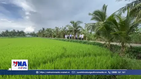 “Cầu nối” thúc đẩy sản xuất lúa chất lượng cao, phát thải thấp ở Vĩnh Long