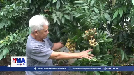 Bảo tồn và nhân rộng giống nhãn đặc sản ở Hưng Yên