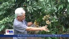 Bảo tồn và nhân rộng giống nhãn đặc sản ở Hưng Yên