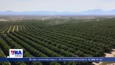 Trung Quốc áp thuế chống bán phá giá với hồ đào Mỹ và Mexico