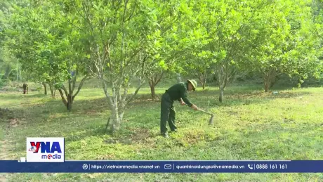 Cựu chiến binh đoàn kết phát triển kinh tế
