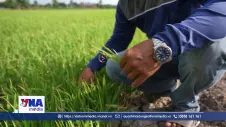  El Nino đe dọa sản lượng gạo Thái Lan