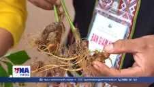 Giải bài toán đầu ra ổn định vùng nguyên liệu sâm Ngọc Linh