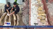 Phát hiện vụ vận chuyển trái phép động vật hoang dã quy mô đặc biệt lớn