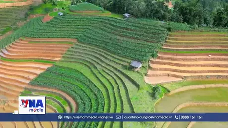 Lào Cai bảo tồn ruộng bậc thang Púng Luông