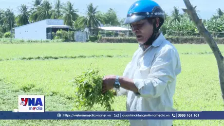 Ô nhiễm nguồn nước gây thiệt hại 319 hecta rau màu tại Đồng Tháp
