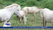 Chăn nuôi ngựa - Hướng làm giàu cho người dân