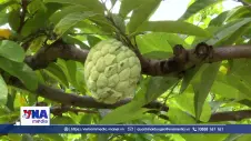 Ninh Bình phát triển kinh tế đồi rừng bằng giống cây đặc sản