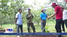 Trồng xen ca cao dưới tán điều, mở hướng sinh kế vùng biên