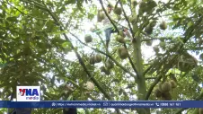 Tháo gỡ “điểm nghẽn” về mã số vùng trồng cho ngành hàng sầu riêng