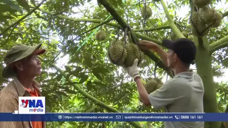 Kết nối sản xuất, tiêu thụ, xây dựng hệ sinh thái sầu riêng bền vững