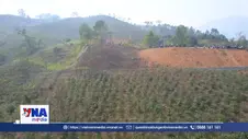 Điện Biên phát triển vùng nguyên liệu cà phê, mắc ca