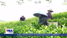 Nỗ lực tìm đầu ra cho chè Liên Sơn