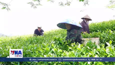 Nỗ lực tìm đầu ra cho chè Liên Sơn
