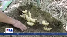 Măng Lục Trúc - Sinh kế mới cho người dân vùng cao