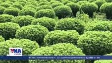 Vĩnh Long: Nhân rộng mô hình trồng hoa sử dụng giống nuôi cấy mô