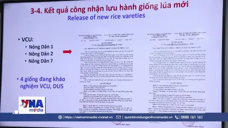 Công bố hai giống lúa mới thích ứng cho vùng Đồng bằng sông Cửu Long