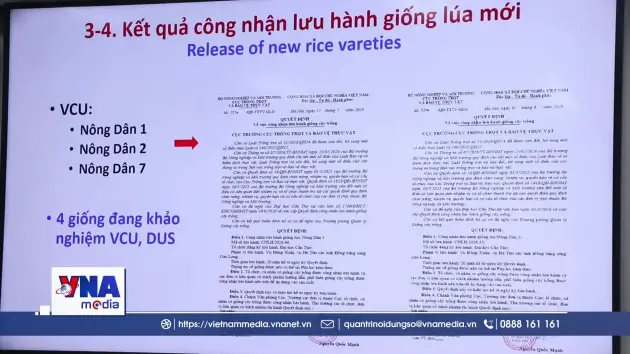 Công bố hai giống lúa mới thích ứng cho vùng Đồng bằng sông Cửu Long