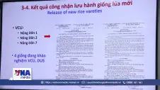 Công bố hai giống lúa mới thích ứng cho vùng Đồng bằng sông Cửu Long