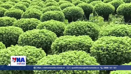 Vĩnh Long: Nhân rộng mô hình trồng hoa sử dụng giống nuôi cấy mô