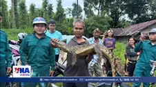 Đã bắt sống cá sấu xuất hiện tại suối cầu Cây Xanh