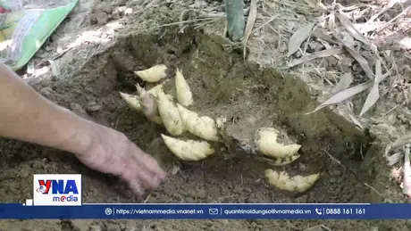 Măng Lục Trúc - Sinh kế mới cho người dân vùng cao