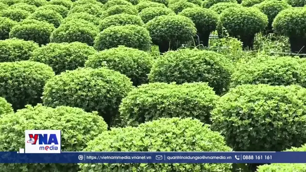 Vĩnh Long: Nhân rộng mô hình trồng hoa sử dụng giống nuôi cấy mô