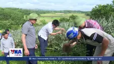 Trồng dứa liên kết mở hướng làm giàu trên vùng đồi Hà Tĩnh