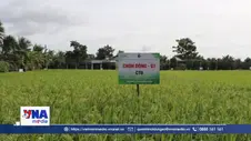 Hai giống lúa 
