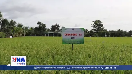 Hai giống lúa 