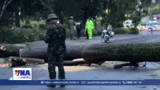 Mưa, lốc làm nhiều cây rừng gãy đổ ở Lâm Đồng